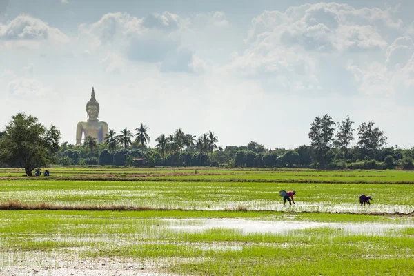 Agricultores transplantam mudas de arroz atrás da grande estátua de buddha — Fotografia de Stock