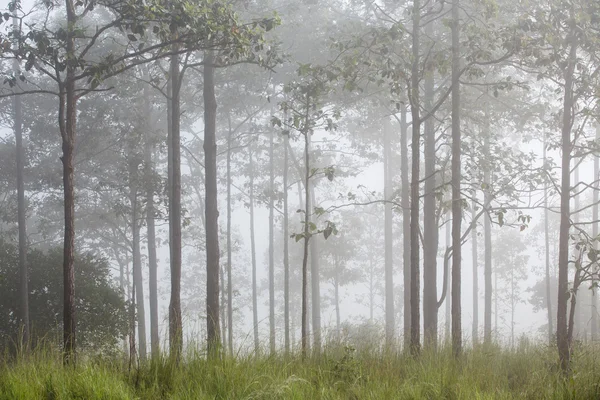 El árbol en la niebla — Foto de Stock