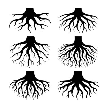 Beyaz arkaplanda izole edilmiş ağaç kökü sistemi, büyüme, istikrar ve yaşam desteği için karmaşık ağlar sergiliyor