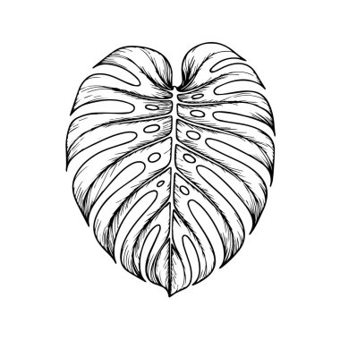 Beyaz arka plan teknolojisi arka planında izole edilmiş bir canavar leziz yaprağının detaylı çizimi.