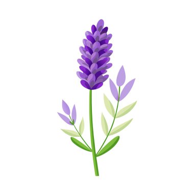 Tek bir mor lavanta çiçeği, yeşil yapraklı ve saplı, beyaz bir arka planda izole edilmiş.