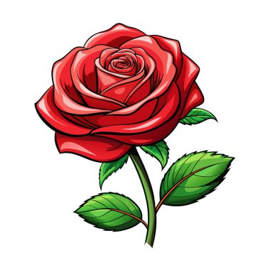 Yeşil yapraklı güzel kırmızı bir gül, beyaz bir arka planda izole, aşkı ve romantizmi simgeliyor.