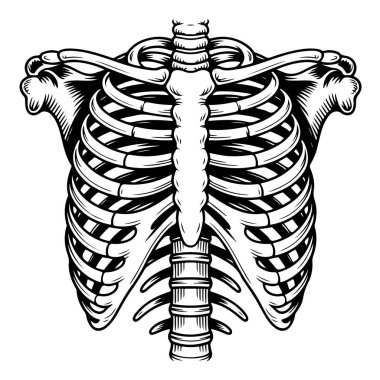 Göğüs kafesi anatomisi, göğüs kemiği, köprücük kemiği ve omurga iskeleti.