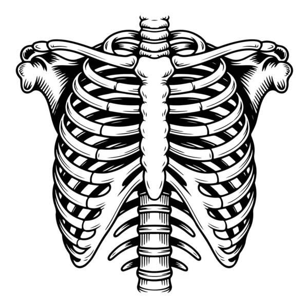 Göğüs kafesi anatomisi, göğüs kemiği, köprücük kemiği ve omurga iskeleti.