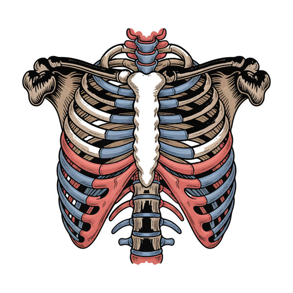 Анатомия грудной клетки человека с грудиной, ключицей и позвоночником медицинская иллюстрация скелета