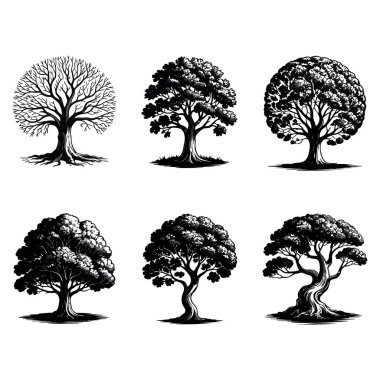 Altı detaylı siyah beyaz ağaç illüstrasyonunun koleksiyonu