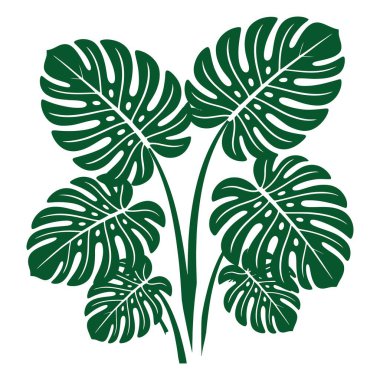 Tropik canavar bitki tasarımı, büyük yeşil yapraklar, botanik kullanım.