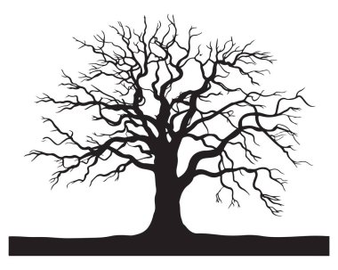 Geniş tepe örtüsü ve taban çizgisi çizimi grafikli güçlü olgun ağaç silueti