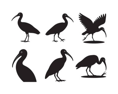 Ibis kuş siluetleri vektör koleksiyonu uçan uçan kıyı kuşları tropikal vahşi yaşam hayvanlarına ayrıntılı doğa grafikleri öğeleri sunar.