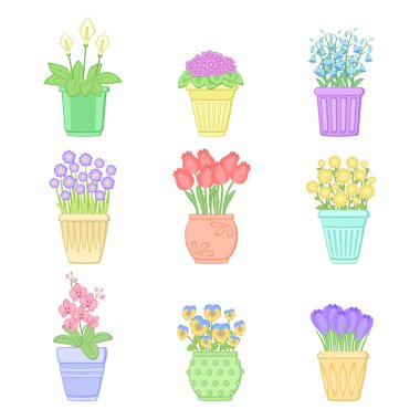 Tencere çiçeklenir. Bahar çiçekleri kümesi. 