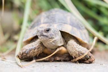 Doğadan turtle.