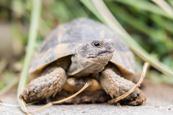 Doğadan turtle.