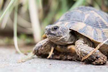 Ormandaki kaplumbağa..