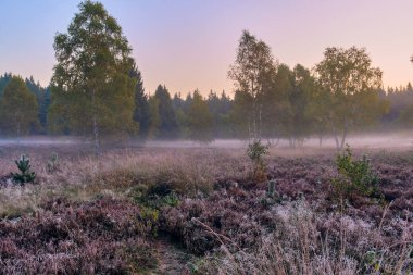 Lueneburg Heath 'deki koyun ağılında sıcak sabah güneşi altında huş ağaçları ve fundalıkların arasında kırsal sonbahar atmosferini ve kuzey Almanya' daki doğal güzellikleri yakalıyor..