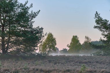 Lueneburg Heath 'deki koyun ağılında sıcak sabah güneşi altında huş ağaçları ve fundalıkların arasında kırsal sonbahar atmosferini ve kuzey Almanya' daki doğal güzellikleri yakalıyor..