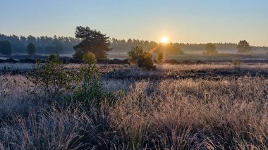 Lueneburg Heath 'deki koyun ağılında sıcak sabah güneşi altında huş ağaçları ve fundalıkların arasında kırsal sonbahar atmosferini ve kuzey Almanya' daki doğal güzellikleri yakalıyor..
