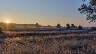 Lueneburg Heath 'deki koyun ağılında sıcak sabah güneşi altında huş ağaçları ve fundalıkların arasında kırsal sonbahar atmosferini ve kuzey Almanya' daki doğal güzellikleri yakalıyor..