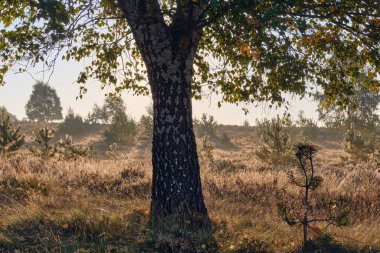 Lueneburg Heath 'deki koyun ağılında sıcak sabah güneşi altında huş ağaçları ve fundalıkların arasında kırsal sonbahar atmosferini ve kuzey Almanya' daki doğal güzellikleri yakalıyor..