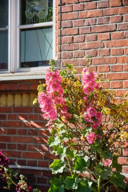 Stralsund Almanya Mecklenburg-Vorpommern 'deki bir tuğla duvar ve pencerenin yanında pembe gülhatunlar çiçek açıyor. Yazın güneşli bir günü, binanın arka planındaki çiçeklerin güzelliğini gözler önüne seriyor..
