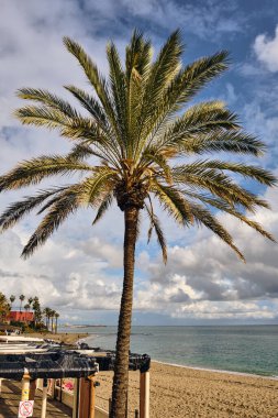 Benalmadena İspanya 'da kumlu bir sahilde, dağınık bulutlu mavi bir gökyüzünün altında bir palmiye ağacı duruyor. Bu görüntü Kosta boyunca seyahat ve turizmin özünü yansıtıyor..