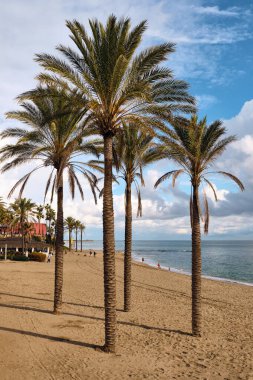 Benalmadena, İspanya - 24 Aralık 2025: Benalmadena Costa del Sol İspanya 'da kumlu bir plajda uzanan palmiye ağaçları mavi gökyüzü ve denizin manzarasını sunmaktadır. Bu resim seyahat turizmi ve tatille ilgili projeler için uygundur.