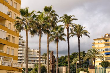 Palmiye ağaçları bulutlu bir günde Benalmadena Costa del Sol İspanya 'daki apartmanlara karşı dimdik dururlar. Bu kıyı kentsel manzarası Akdeniz manzarasının ve yerleşim yerlerinin özünü yakalar..
