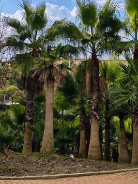 Benalmadena Costa del Sol İspanya 'da palmiye ağaçları mavi bir gökyüzünün altında dimdik durur. Yeşil yapraklı ve güneşli bu tropikal manzara seyahat ve turizm ile ilgili projeler için mükemmeldir..