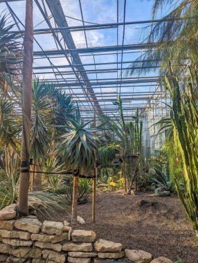 Budapeşte, Macaristan, 1 Mayıs 2025. Botanik bahçesi koleksiyonu Budapeşte Macaristan 'da uzun kaktüsleri ve palmiye ağaçları olan tropik bir sera. Yüksek kalite fotoğraf.