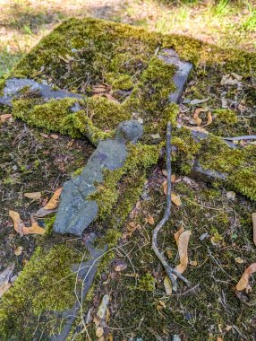 Detailed view of moss and lichen growing on weathered stone surface in historic cemetery in Warsaw Poland showing natural decay and biological growth on memorial stone. High quality photograph