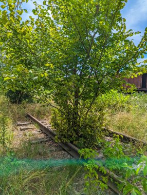 Green summer landscape with trees and wild vegetation near railway in Zhytomyr Ukraine showing natural countryside scenery and rural environmental beauty. High quality photograph