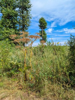 Rural landscape with tall grass and green trees near railway in Zhytomyr Ukraine showing natural countryside scenery and wild vegetation in summer. High quality photograph