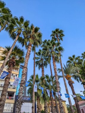 Antalya, Turkey, July 20, 2025, Towering palm trees line urban boulevard with Turkish flags under brilliant blue sky in downtown Antalya Turkey resort area. High quality photograph