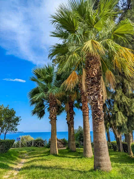 Tall Washingtonia palm trees with dramatic trunk texture under blue sky in Antalya Turkey showing Mediterranean tropical landscape and botanical architecture. High quality photograph