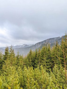 Lush green meadow with evergreen forest and dramatic mountain peaks under cloudy sky in Tatra Mountains valley Zakopane Poland. High quality photograph