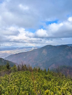 Dense evergreen forest covering mountain slopes with dark peaks visible under partly cloudy blue sky in Zakopane Poland. High quality photograph