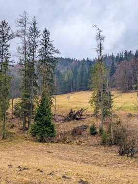 Mountain meadow with scattered evergreen trees and dead standing trees under misty conditions in Tatra Mountains Zakopane Poland. High quality photograph