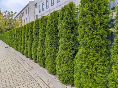 Şehir kaldırım yolu boyunca yoğun yeşil çit duvar ve arka planda apartmanlar var. Yüksek kalite fotoğraf.
