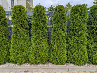 Manicured evergreen hedge barrier creating natural privacy fence along concrete urban walkway path. High quality photograph.