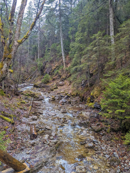Steep rocky gorge with mountain stream and dense evergreen forest covering slopes in Tatra National Park Zakopane Poland during spring. High quality photograph