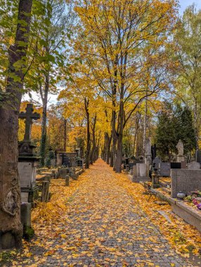 Varşova, Polonya, Mayıs 01, 2025. Polonya 'nın Varşova kentindeki tarihi Powzki Mezarlığı' nda sonbahar yaprakları ve mezar taşlarıyla ağaçlandırılmış bir mezarlık. Yüksek kalite fotoğraf.