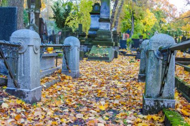 Varşova, Polonya, Mayıs 01, 2025. Varşova 'daki tarihi Powazki Mezarlığı' nda güz mevsimi boyunca altın sonbahar yapraklarıyla kaplı gri yıpranmış mezar taşları. Yüksek kalite fotoğraf