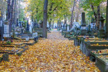 Varşova, Polonya, Mayıs 01, 2025. Varşova 'daki tarihi Powazki Mezarlığı' nda sonbahar yapraklarıyla kaplı ağaç sıralı mezarlık yolu sonbahar sezonu boyunca Polonya 'yı kaplamıştır. Yüksek kalite fotoğraf