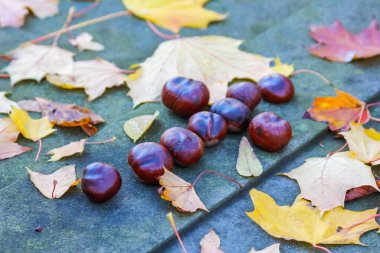 Varşova Polonya 'daki Powazki Mezarlığı' ndaki mezar taşına renkli sonbahar yapraklarıyla dizilmiş mor cam anıt mumlar. Yüksek kalite fotoğraf
