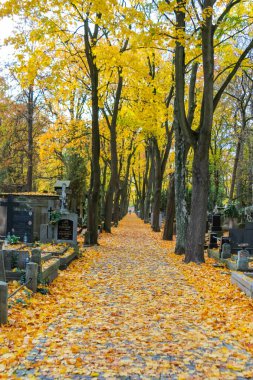 Varşova, Polonya, Mayıs 01, 2025. Varşova 'daki tarihi Powazki Mezarlığı' nda sonbahar yapraklarıyla kaplı ağaç sıralı mezarlık yolu sonbahar sezonu boyunca Polonya 'yı kaplamıştır. Yüksek kalite fotoğraf