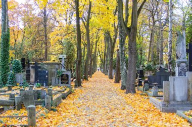 Varşova, Polonya, Mayıs 01, 2025. Birch ağacı, Varşova Polonya 'nın sonbahar mevsiminde Powazki Mezarlığı' nda sonbahar yeşillikleriyle kaplı mezarlık sokağını kaplamıştı. Yüksek kalite fotoğraf