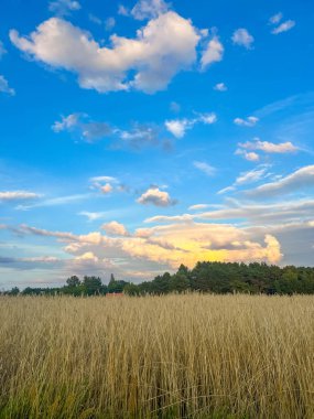Açık buğday tarlası, parlak mavi gökyüzünün altında, Varşova Polonya yakınlarındaki tarım bölgesinde beyaz bulutlar altında uzanıyor. Yüksek kalite fotoğraf.