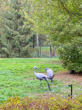 Varşova Hayvanat Bahçesi Polonya 'nın doğal yaşam alanındaki yeşil çimlerin üzerinde duran özel altın armalı bir turna kuşu. Yüksek kalite fotoğraf.