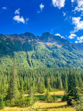 Yeşil Tatra Vadisi 'nin panoramik manzarası. Kozalaklı ormanları, dağlık çayırları ve Zakopane Polonya' daki dağ zirveleri. Yaz manzarası. Yüksek kalite fotoğraf.