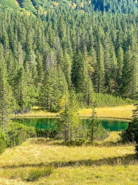 Zakopane Polonya 'nın vahşi doğası yakınlarındaki Tatra dağlık vadisinde altın otlar ve uzun kozalaklı ağaçlarla dolu yoğun bir orman. Yüksek kalite fotoğraf.