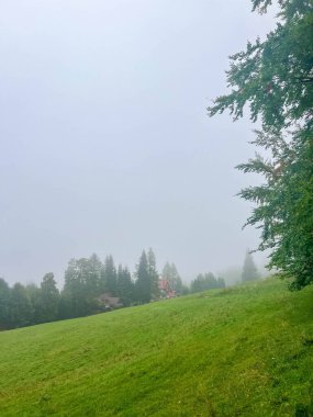 Zakopane Polonya yakınlarındaki Tatra dağlık vadisinde sabah atmosferinde yoğun sislerden yükselen uzun kozalaklı sisli, sisli ve sisli bir orman. Yüksek kalite fotoğraf.